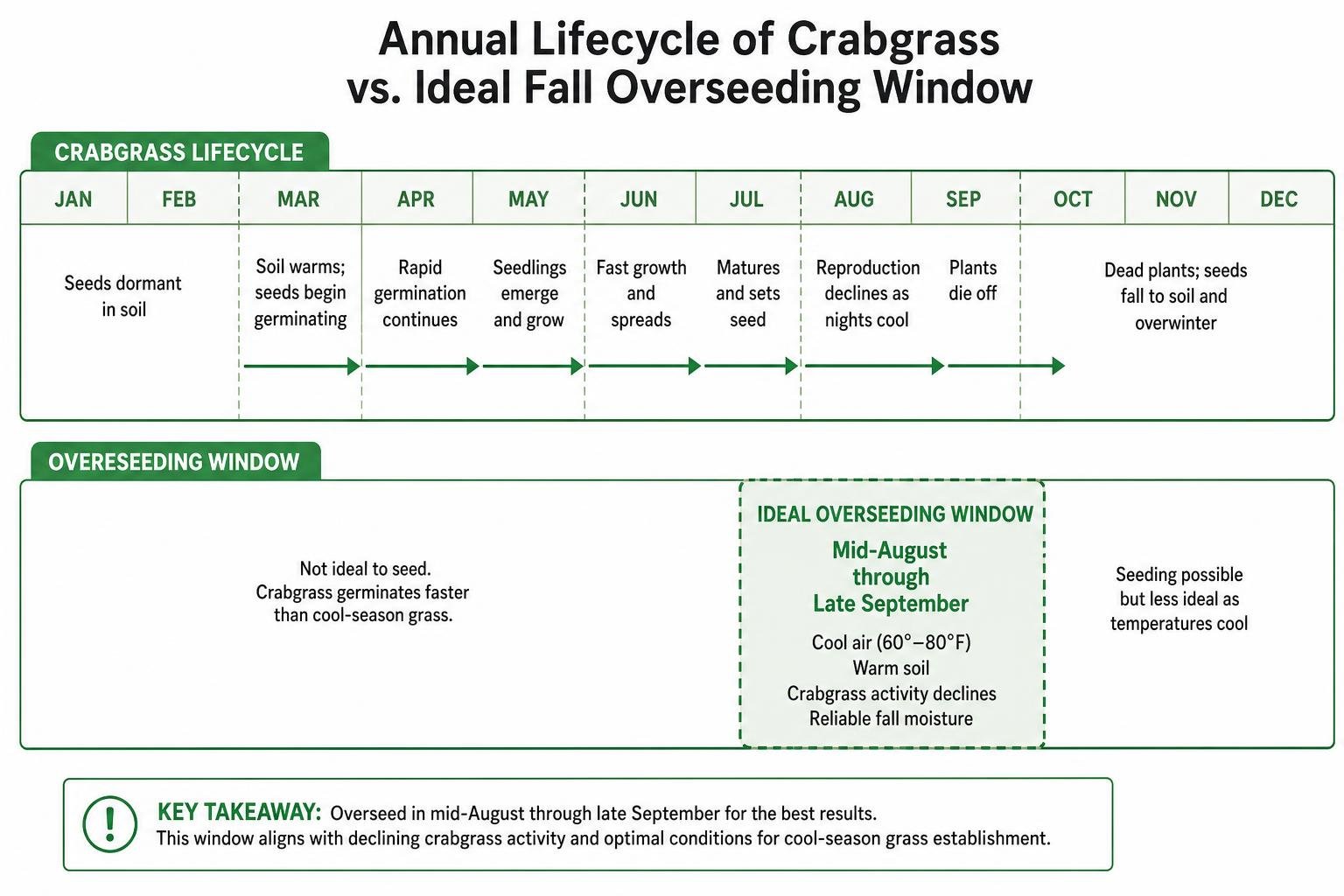 Timeline diagram outlining the annual lifecycle of crabgrass versus the ideal fall overseeding window