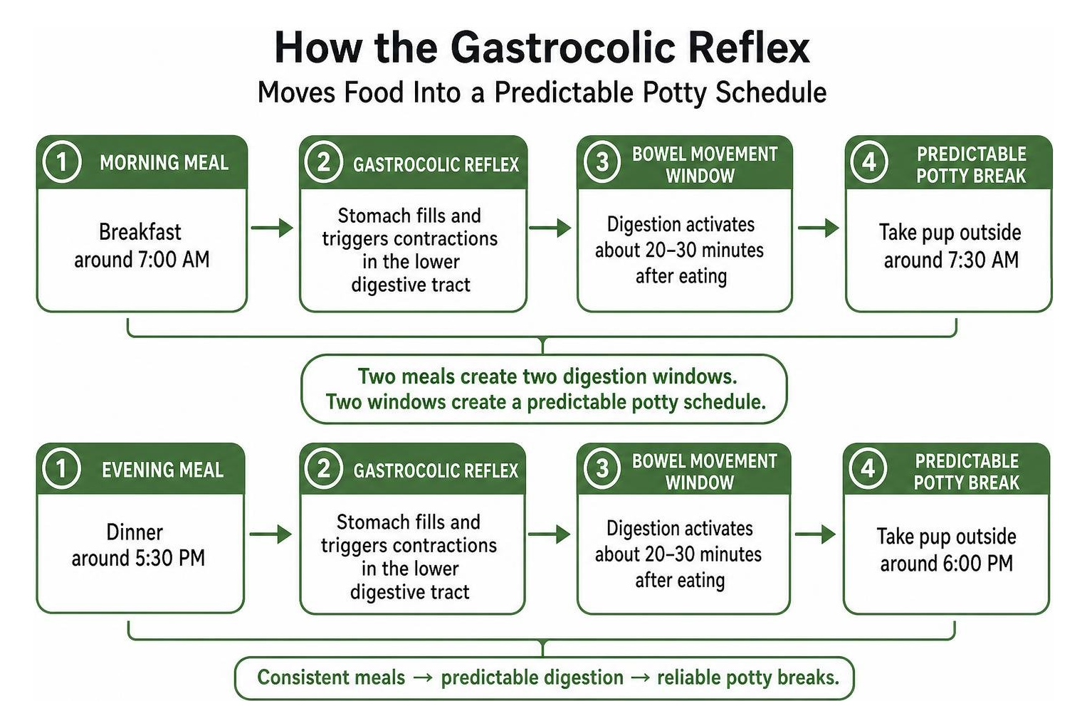 Diagram showing how the gastrocolic reflex moves food into a predictable potty schedule Diagram showing how the gastrocolic reflex moves food into a predictable potty schedule