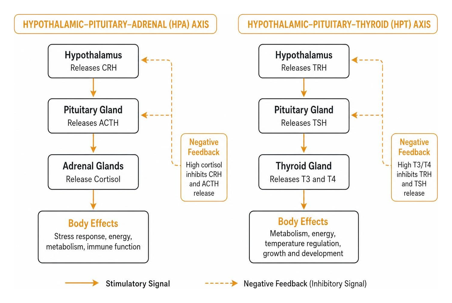 Diagram showing hypothalamic pituitary adrenal and thyroid feedback loops Diagram showing hypothalamic pituitary adrenal and thyroid feedback loops