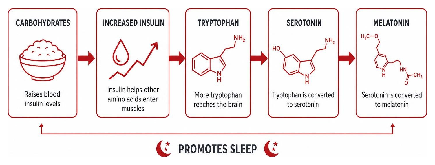 Diagram illustrating how carbohydrates and tryptophan interact to produce melatonin