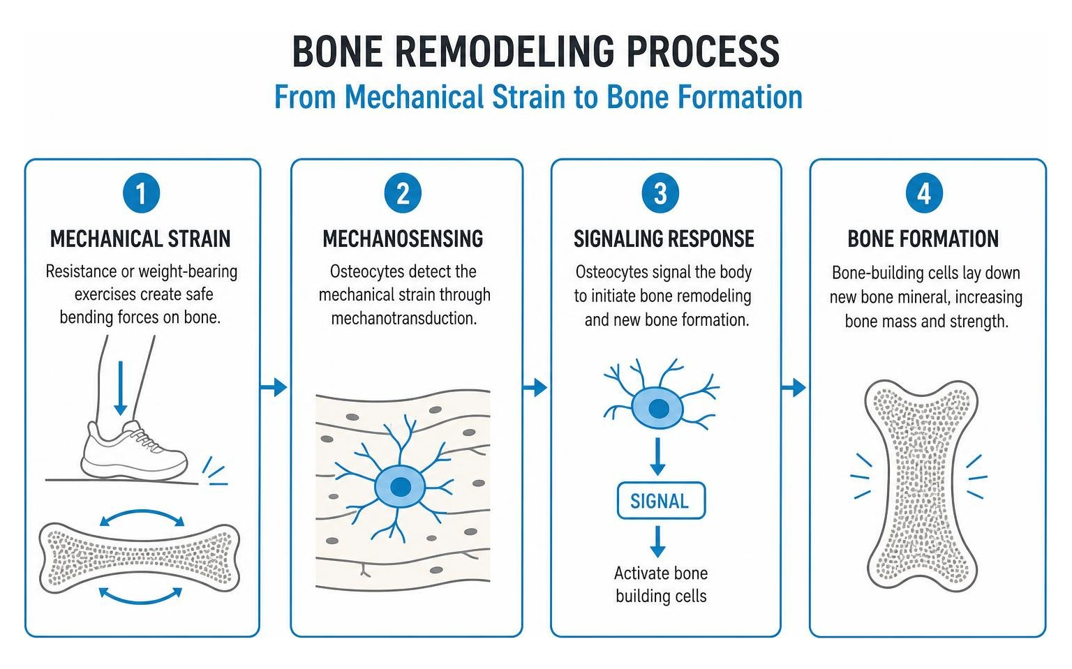 Bone remodeling process from mechanical strain to bone formation Bone remodeling process from mechanical strain to bone formation