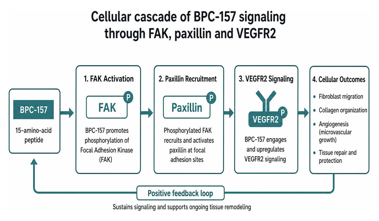 Cellular cascade of BPC-157 signaling through FAK paxillin and VEGFR2