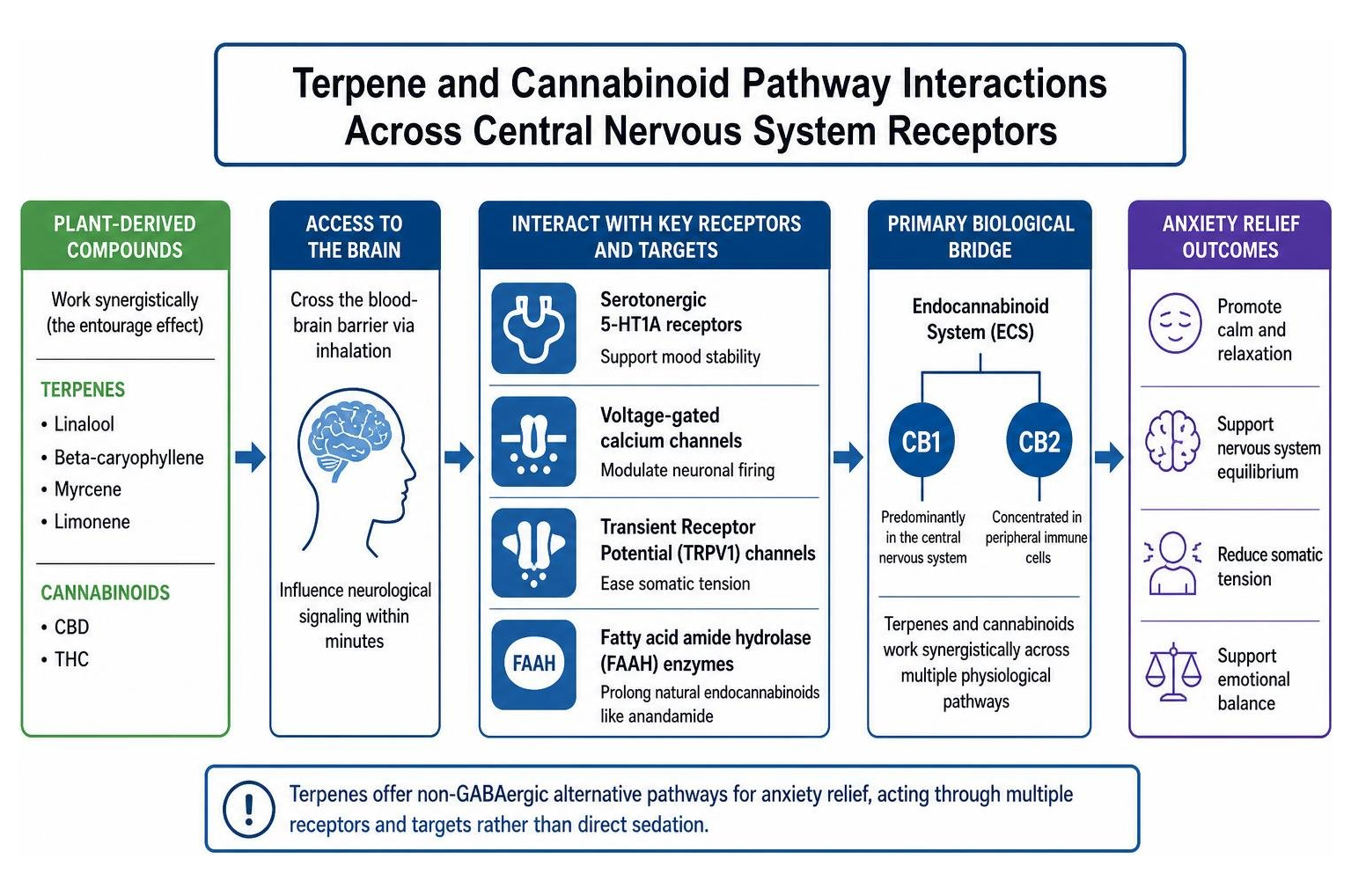 Diagram showing terpene and cannabinoid pathway interactions across central nervous system receptors Diagram showing terpene and cannabinoid pathway interactions across central nervous system receptors