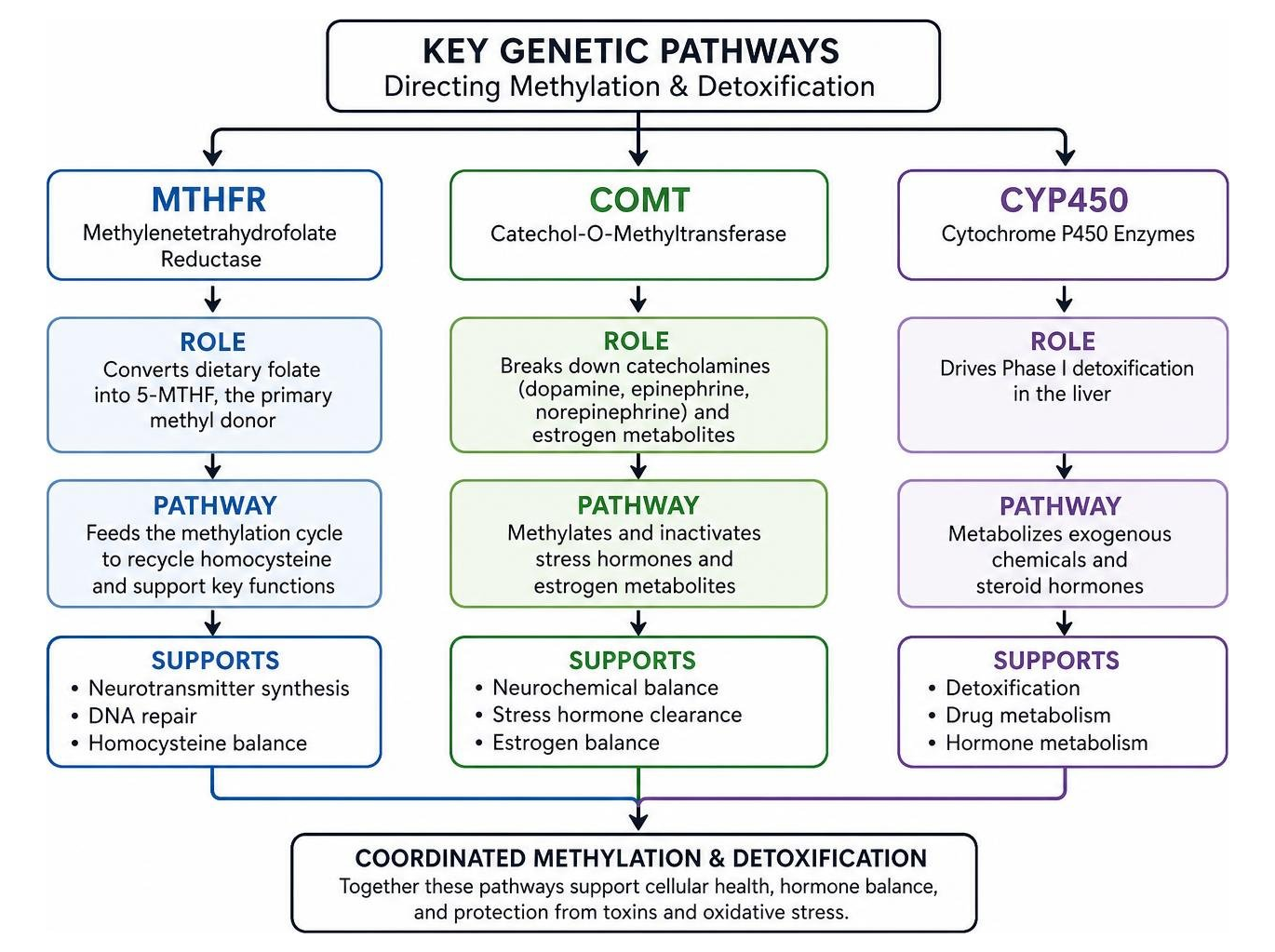 Diagram showing how MTHFR, COMT, and CYP450 pathways direct methylation and detoxification