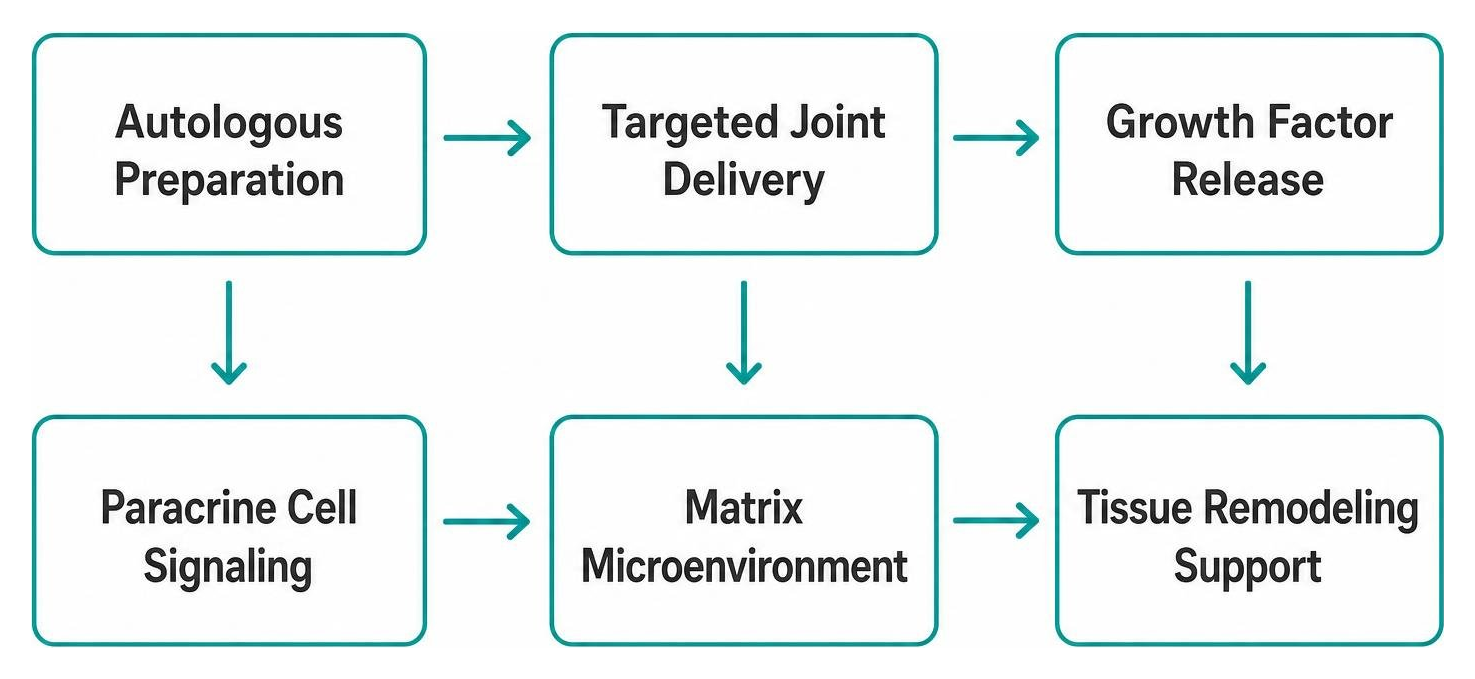 Overview of biological response phases in targeted joint care Overview of biological response phases in targeted joint care