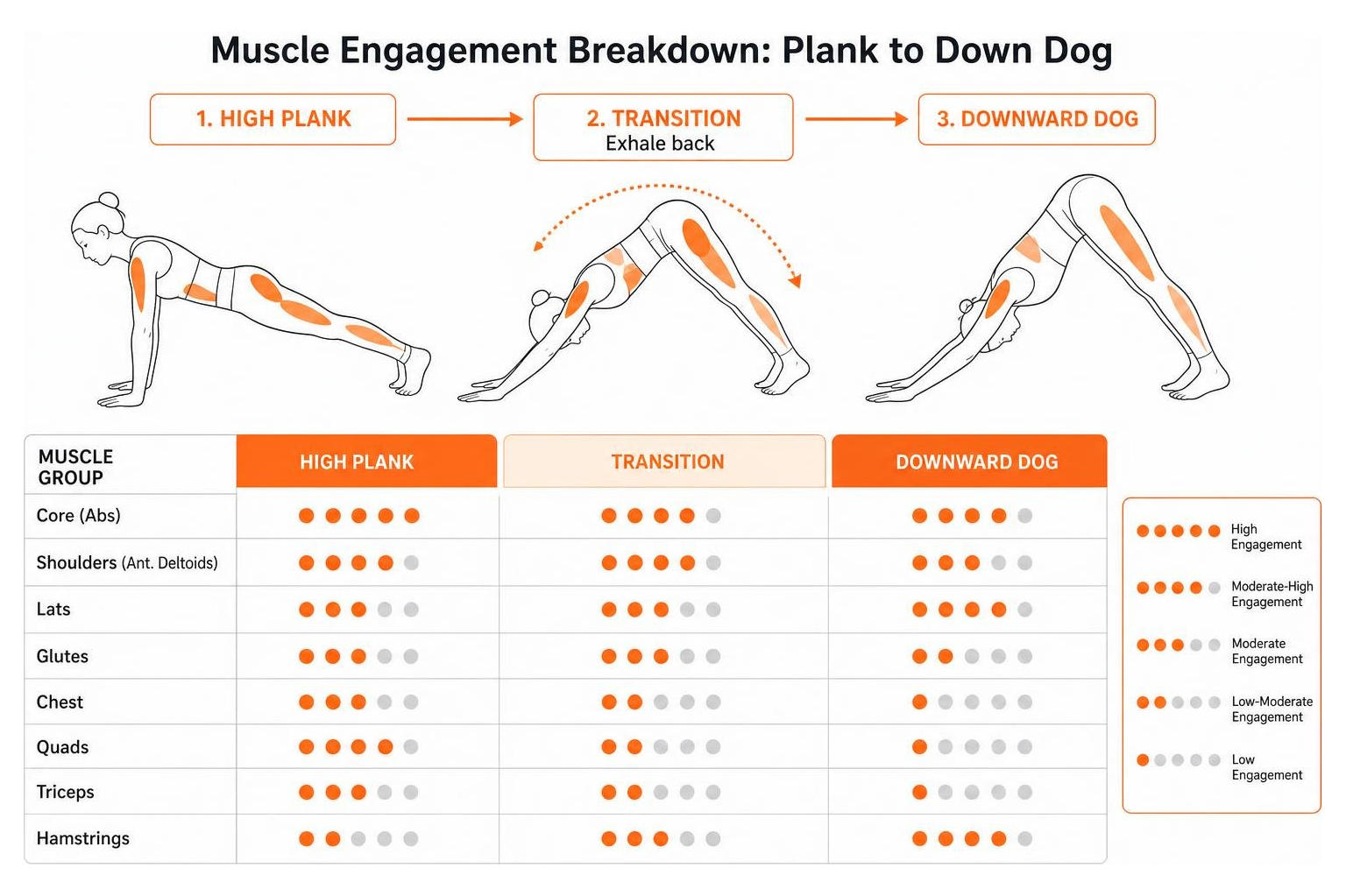 Muscle engagement breakdown for plank to down dog Muscle engagement breakdown for plank to down dog