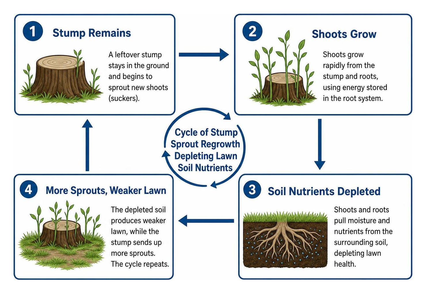 Cycle of tree stump sprout regrowth depleting lawn soil nutrients