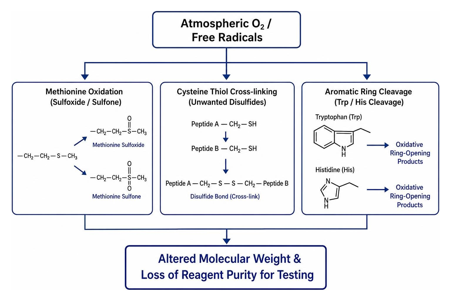 Diagram of chemical degradation pathways for research peptides exposed to oxygen