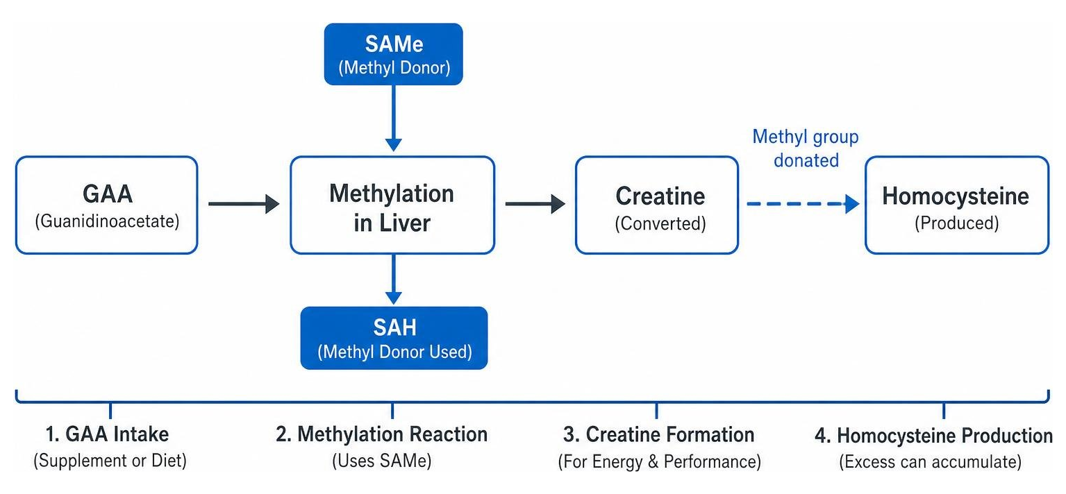 Diagram of the methylation cycle showing GAA conversion to creatine and homocysteine production Diagram of the methylation cycle showing GAA conversion to creatine and homocysteine production