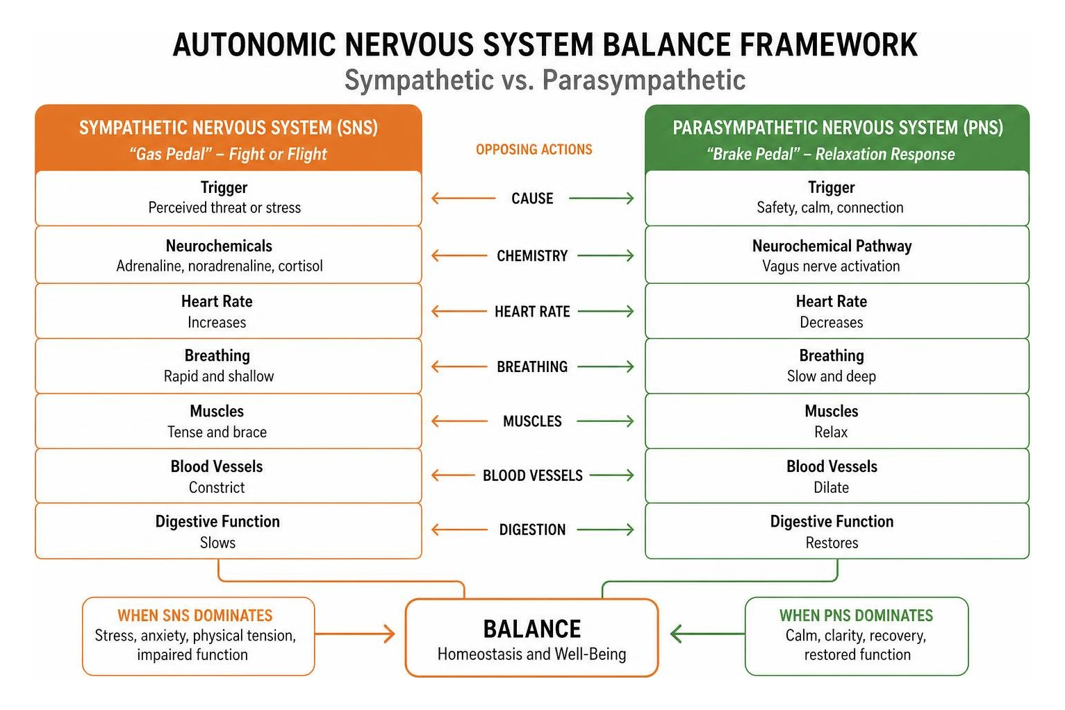 Autonomic nervous system balance framework sympathetic vs parasympathetic Autonomic nervous system balance framework sympathetic vs parasympathetic