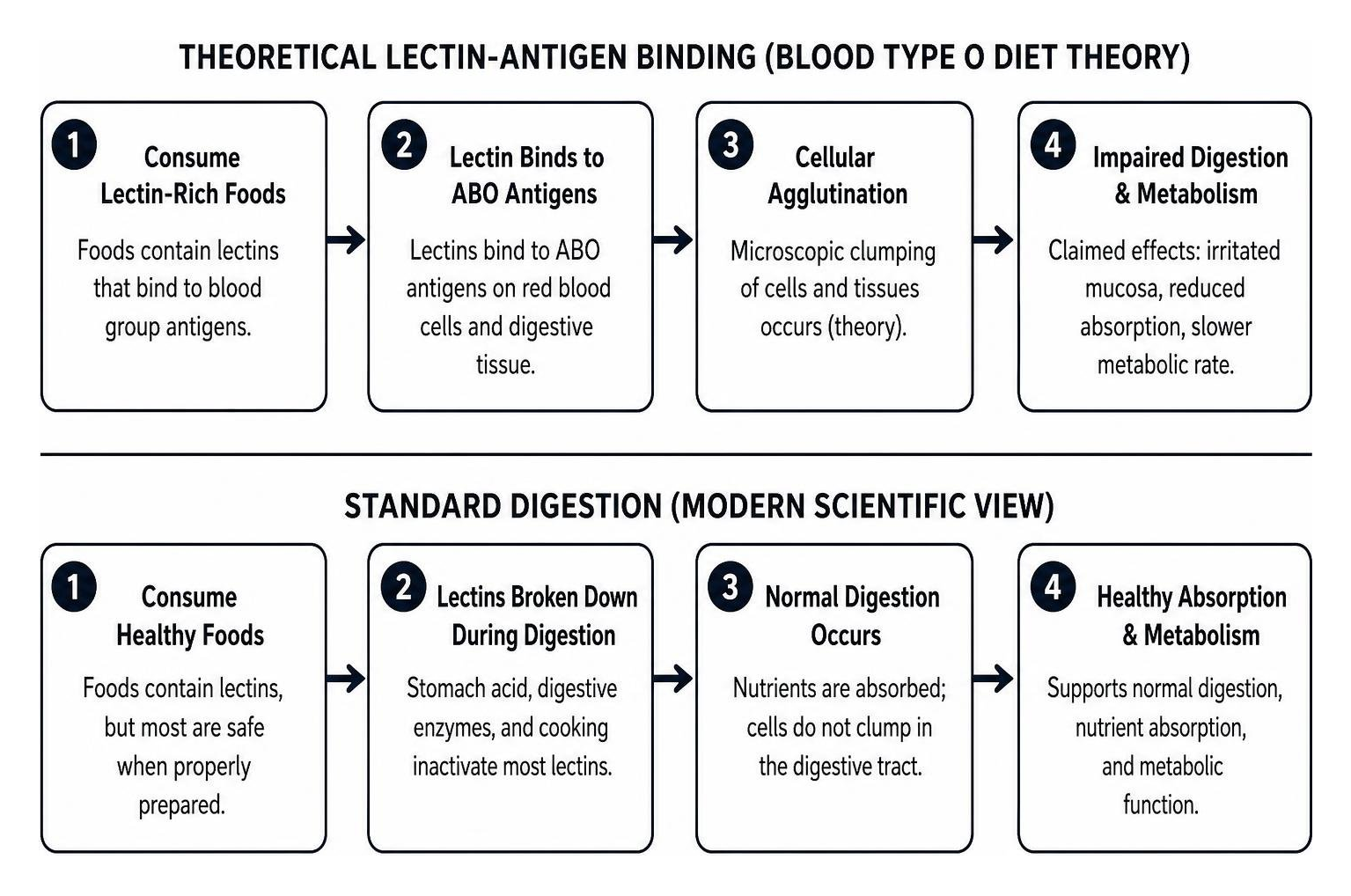 Diagram showing theoretical lectin-antigen binding versus standard digestion