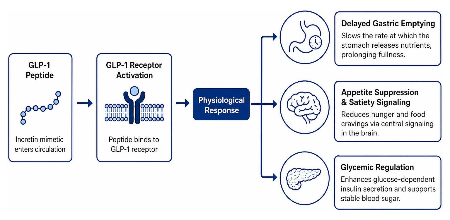 Diagram showing GLP-1 receptor activation leading to delayed gastric emptying and satiety signaling Diagram showing GLP-1 receptor activation leading to delayed gastric emptying and satiety signaling