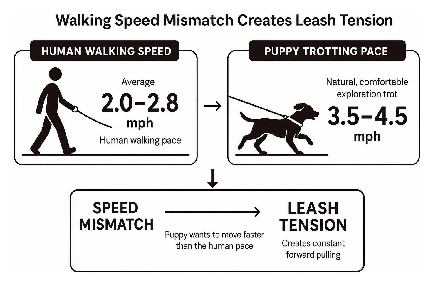 Comparison diagram of human walking speed versus puppy trotting pace creating leash tension Comparison diagram of human walking speed versus puppy trotting pace creating leash tension