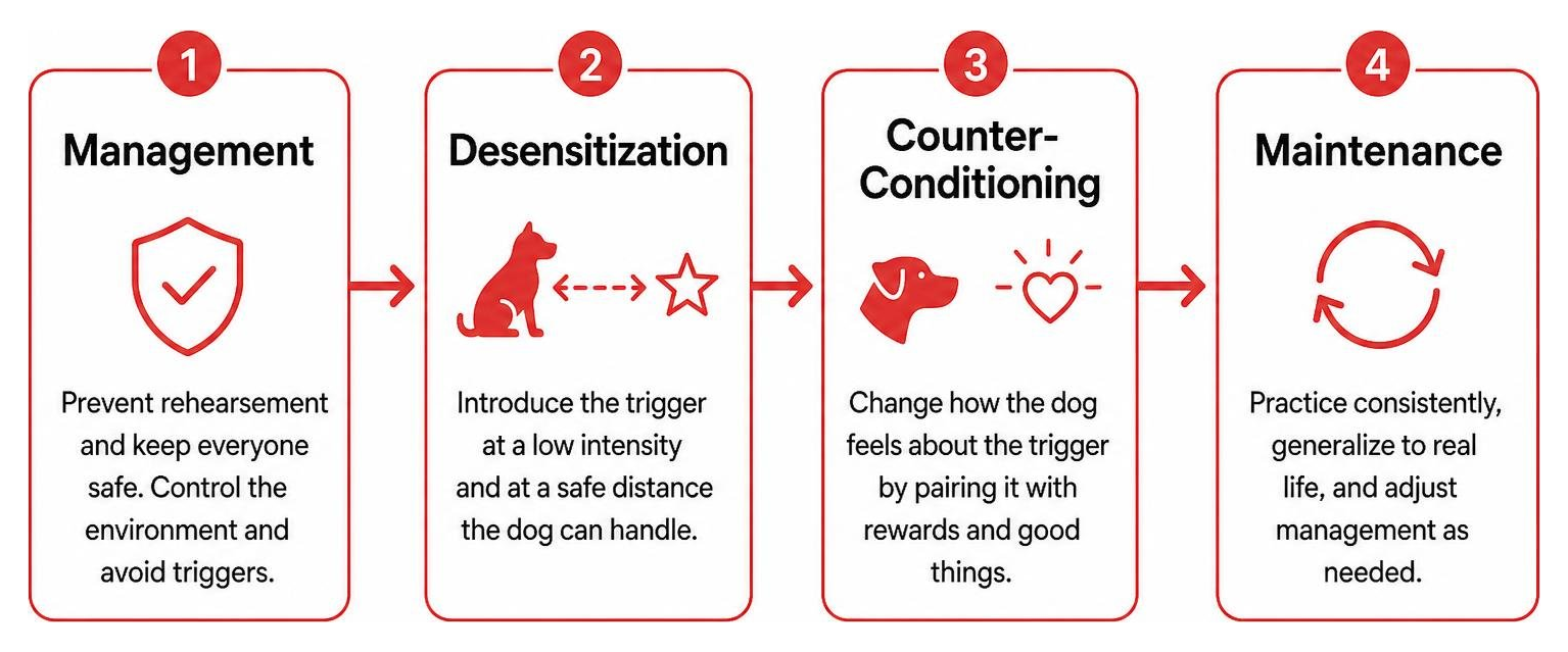 Canine behavior modification process: Management, Desensitization, Counter-Conditioning, Maintenance