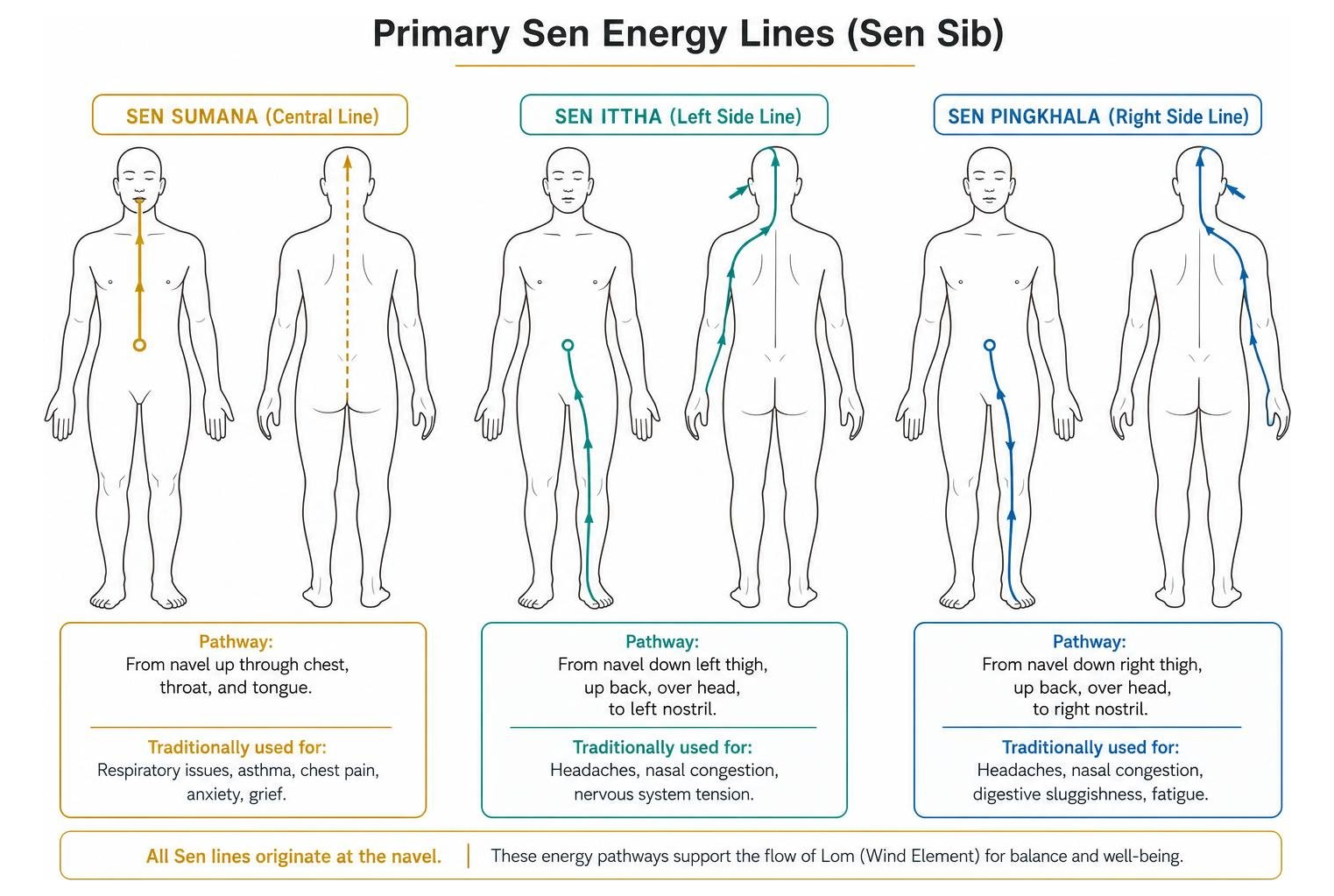 Diagram mapping the primary Sen energy lines of the body Diagram mapping the primary Sen energy lines of the body
