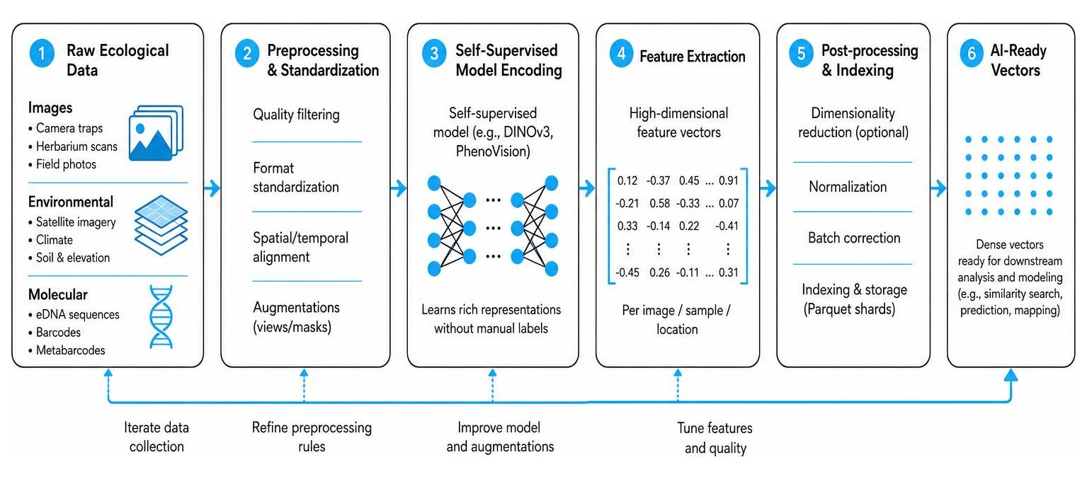 Process diagram showing how self-supervised models process raw ecological data into AI-ready vectors Process diagram showing how self-supervised models process raw ecological data into AI-ready vectors