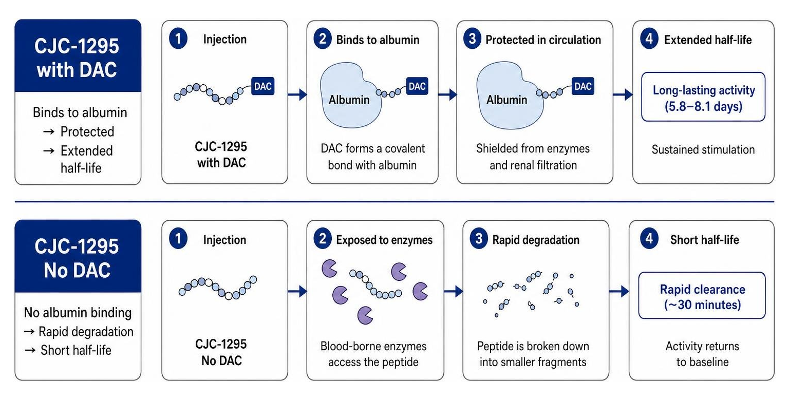 Diagram showing the binding of CJC-1295 with DAC to albumin versus the rapid enzymatic degradation of CJC-1295 No DAC