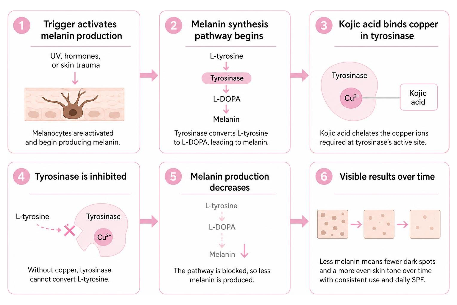 Step-by-step biological pathway of kojic acid tyrosinase inhibition