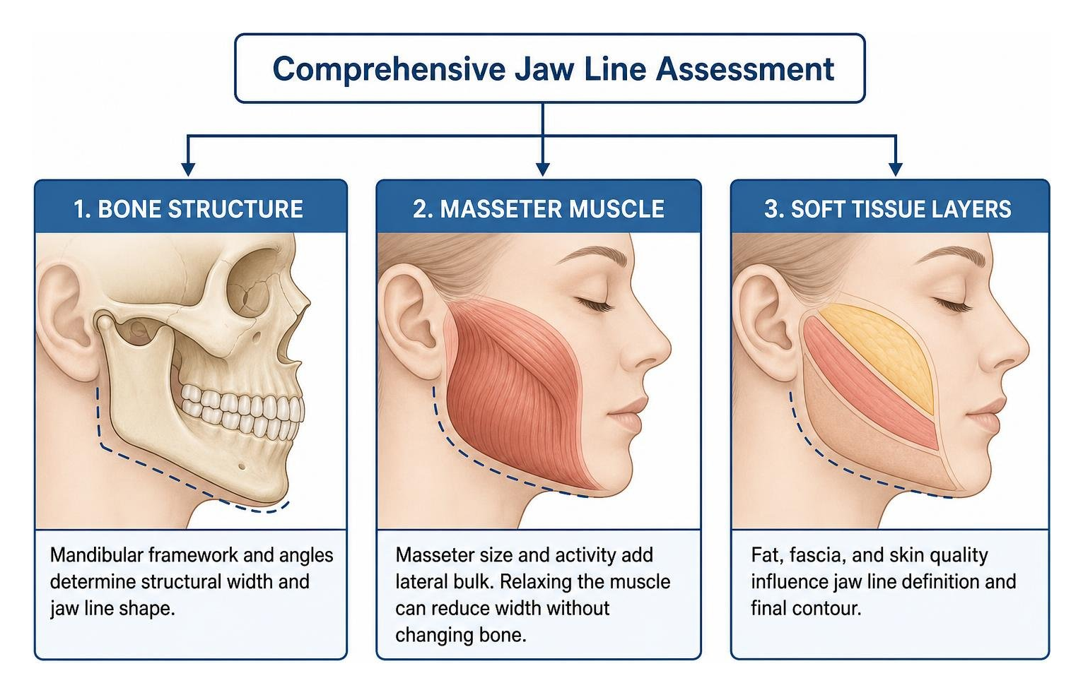 Diagram showing assessment of bone, masseter muscle, and soft tissue layers
