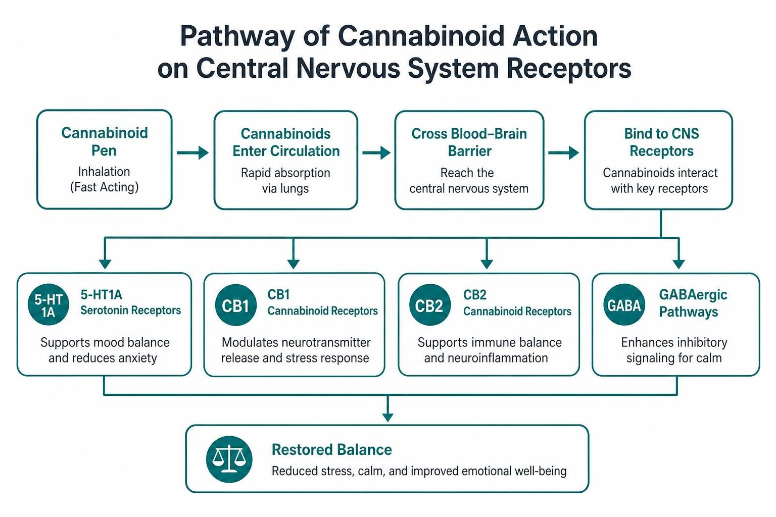 pathway diagram of cannabinoid action on central nervous system receptors