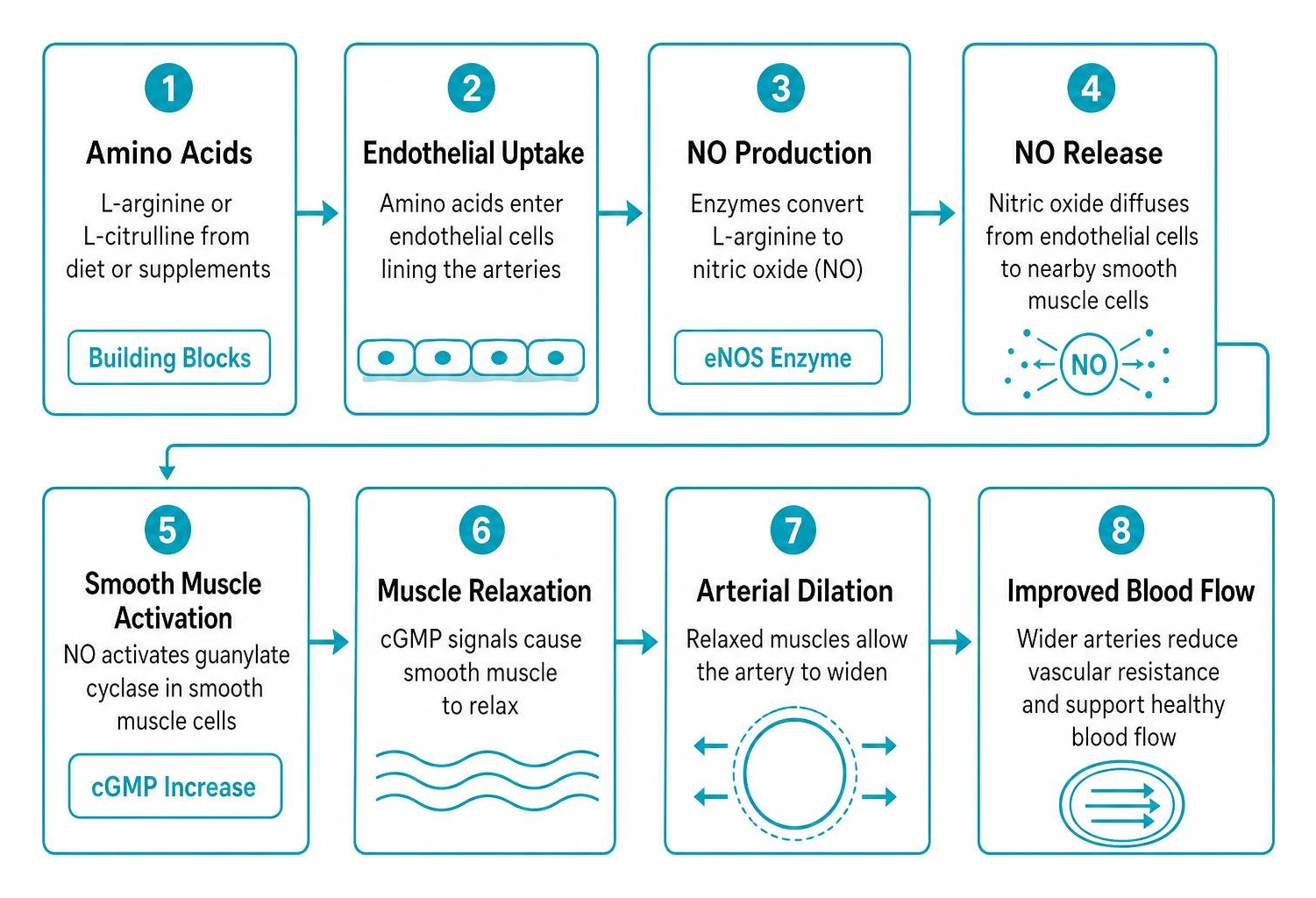 step by step nitric oxide pathway from amino acids to arterial dilation