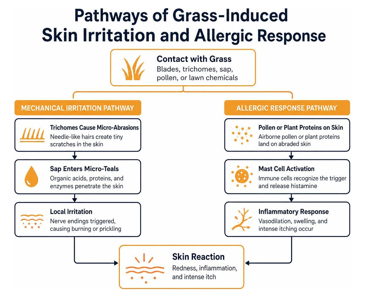 Pathways of grass-induced skin irritation and allergic response