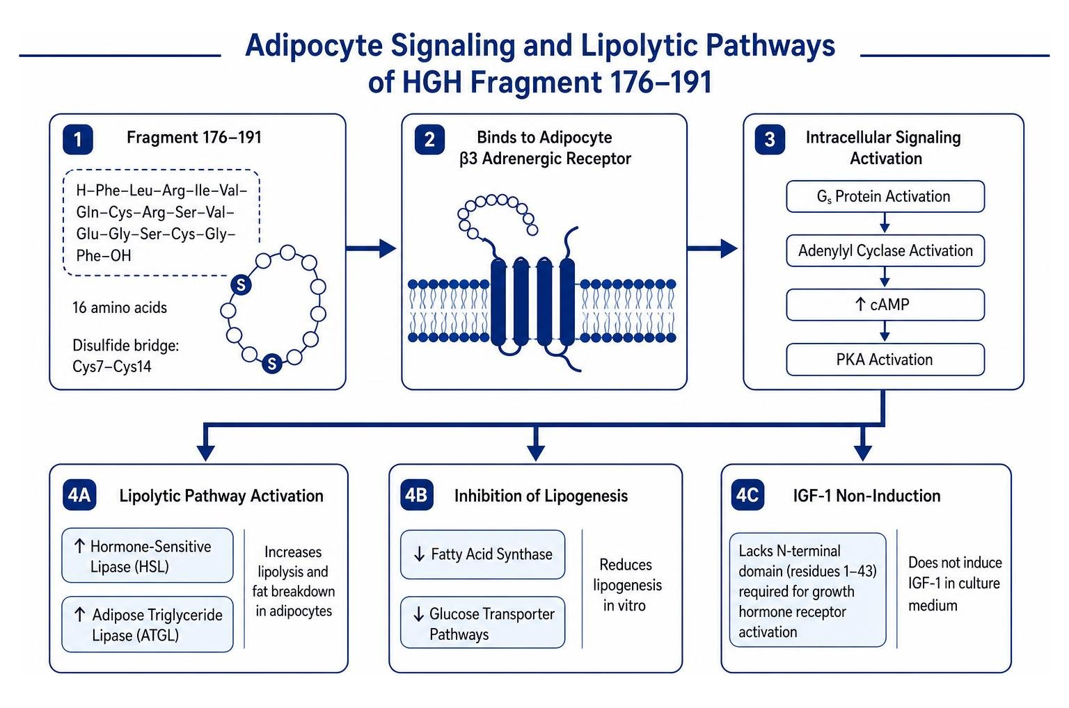 adipocyte signaling and lipolytic pathways adipocyte signaling and lipolytic pathways