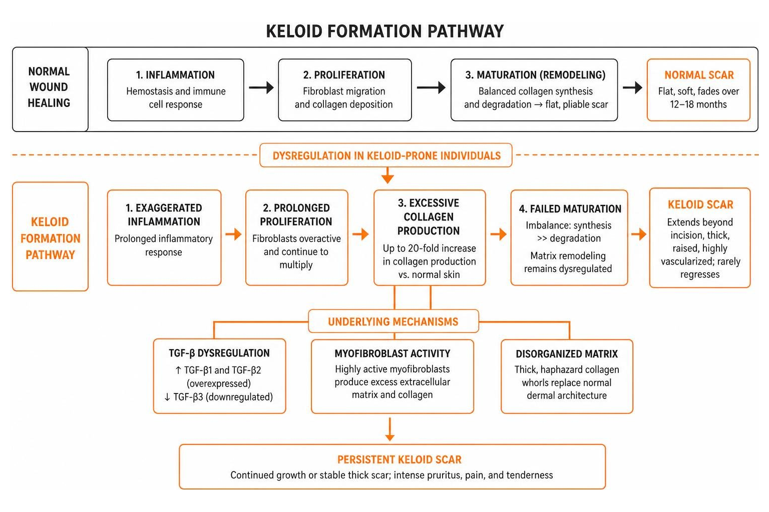diagram of the keloid formation pathway