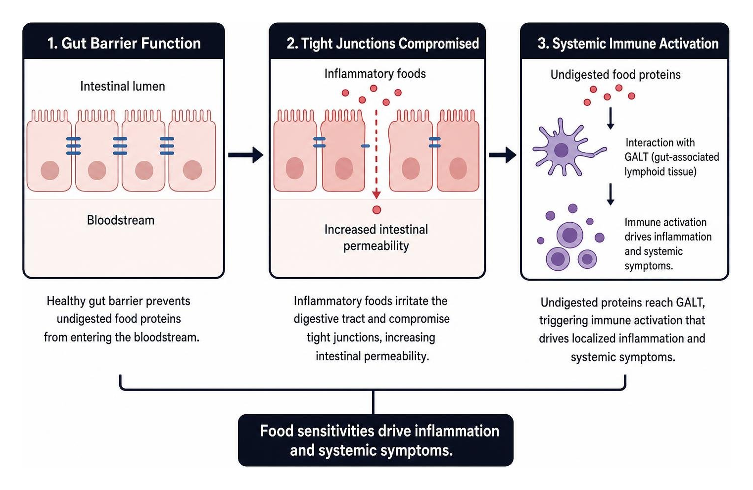 Gut barrier function, tight junctions, and systemic immune activation