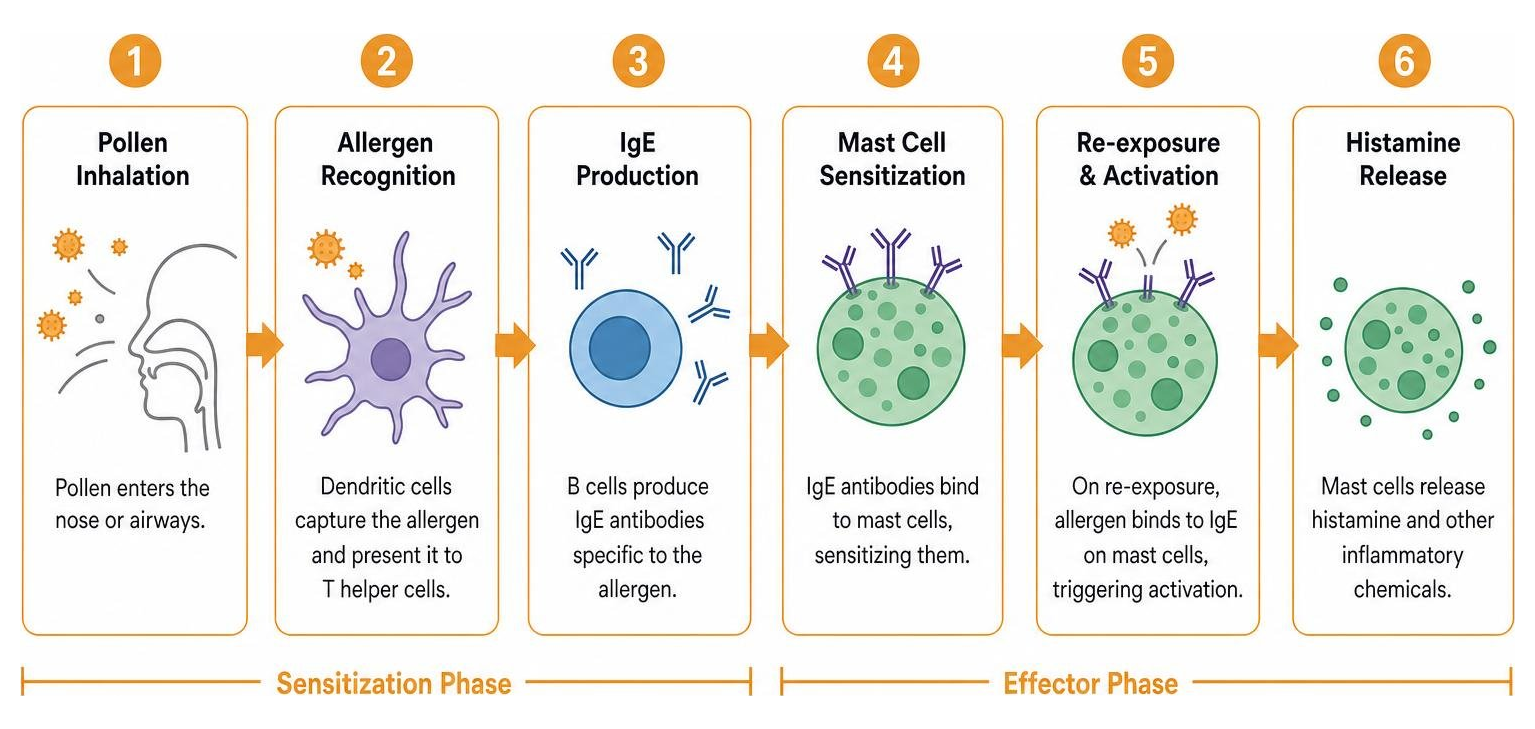 diagram showing the allergic cascade from pollen inhalation to histamine release diagram showing the allergic cascade from pollen inhalation to histamine release