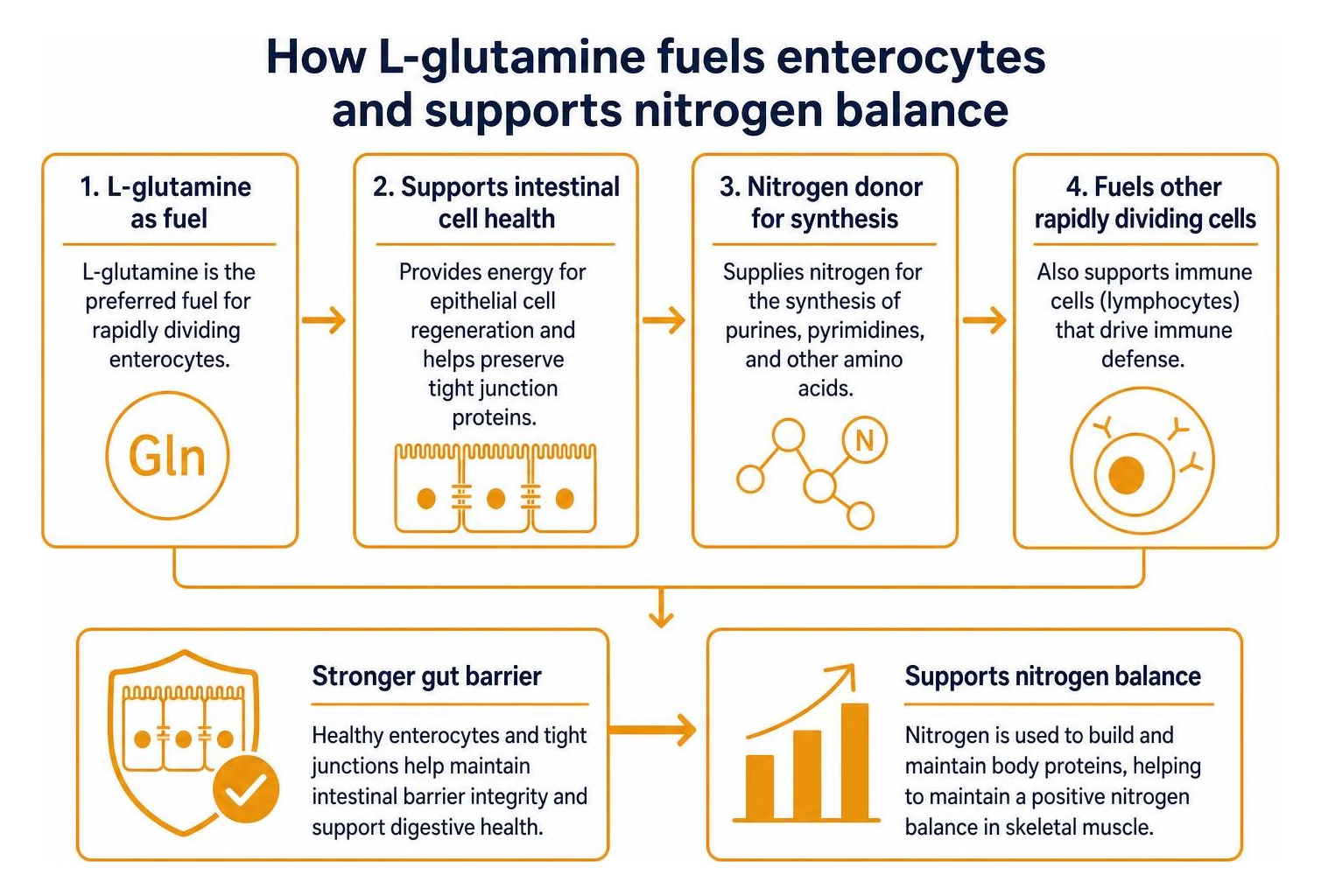How L-glutamine fuels enterocytes and supports nitrogen balance How L-glutamine fuels enterocytes and supports nitrogen balance