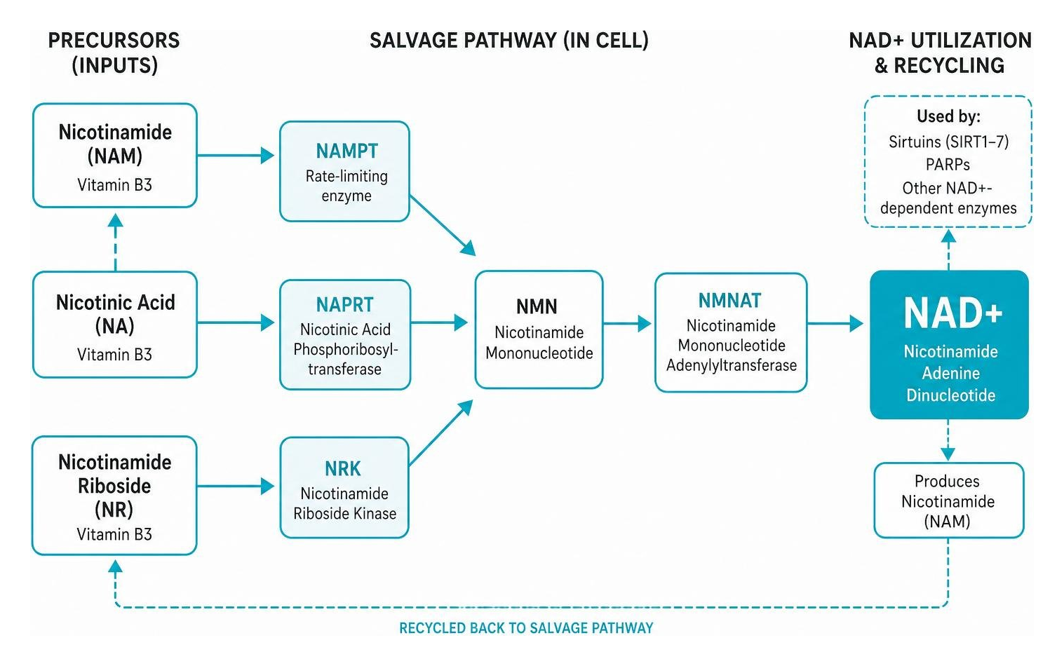 Diagram of the cellular NAD+ salvage pathway showing precursors converting to NAD+ Diagram of the cellular NAD+ salvage pathway showing precursors converting to NAD+