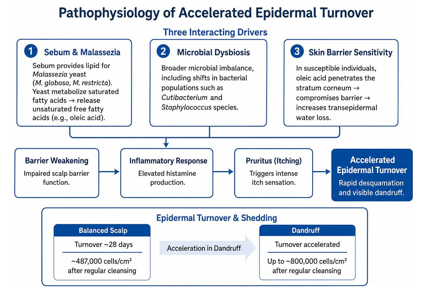 pathophysiology of accelerated epidermal turnover