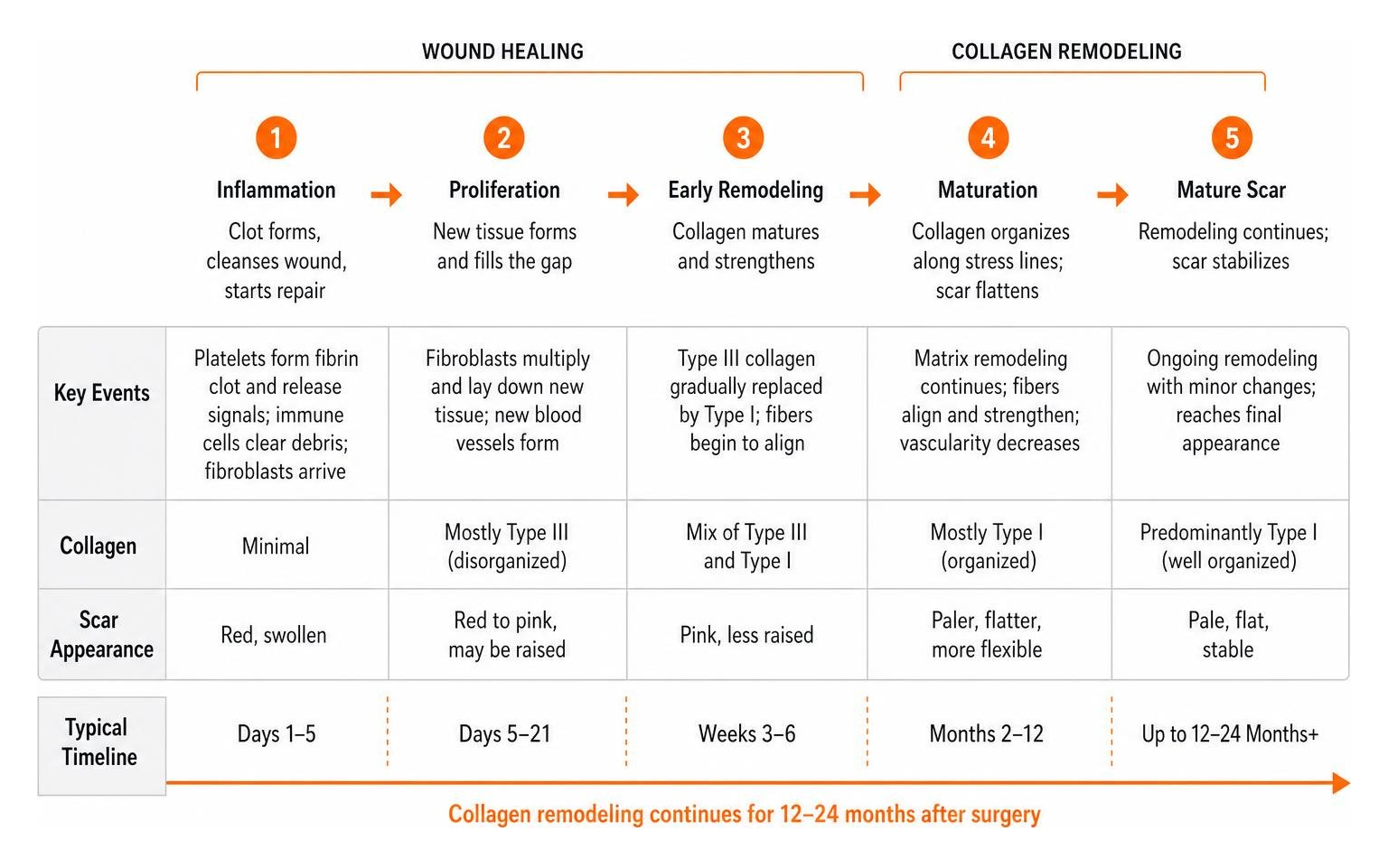 stages of wound healing and collagen remodeling process
