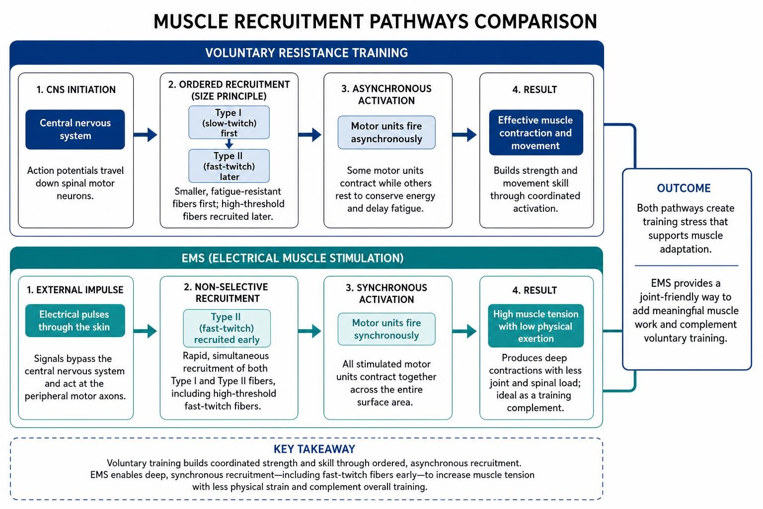 muscle recruitment pathways comparison diagram muscle recruitment pathways comparison diagram
