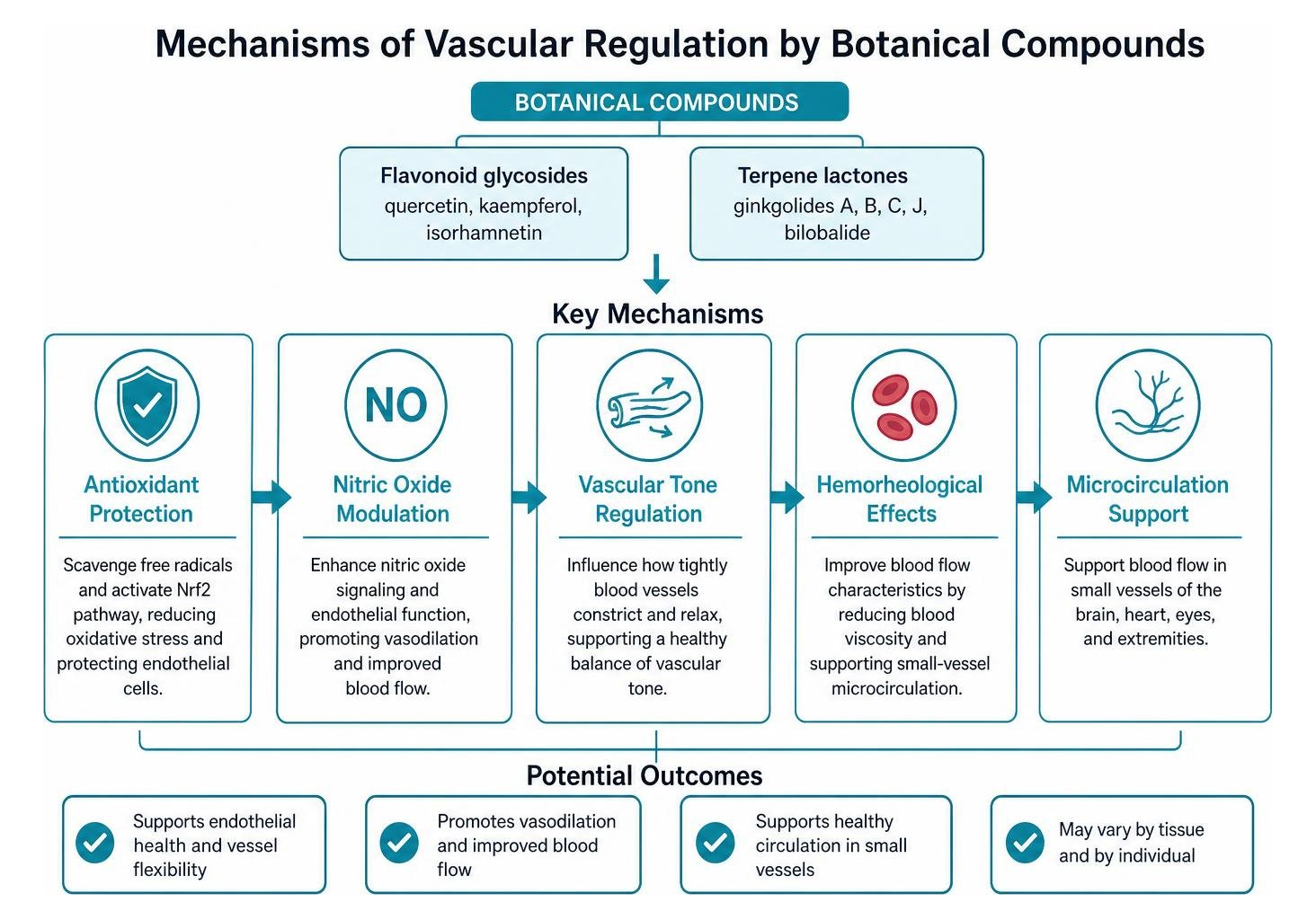 Mechanisms of vascular regulation by botanical compounds