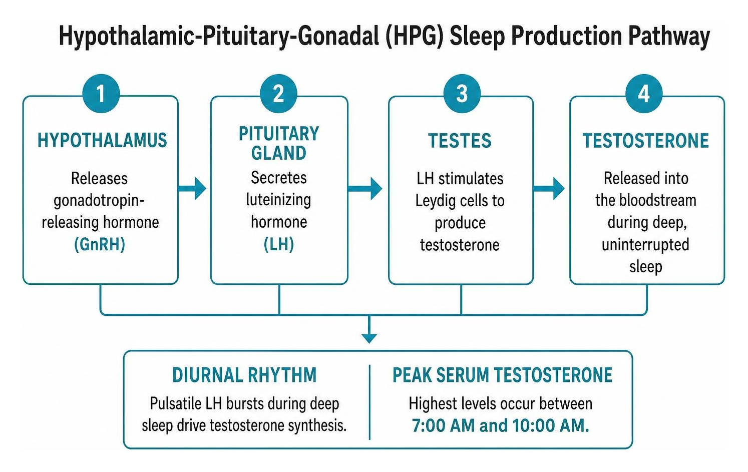 Hypothalamic-Pituitary-Gonadal sleep production pathway Hypothalamic-Pituitary-Gonadal sleep production pathway