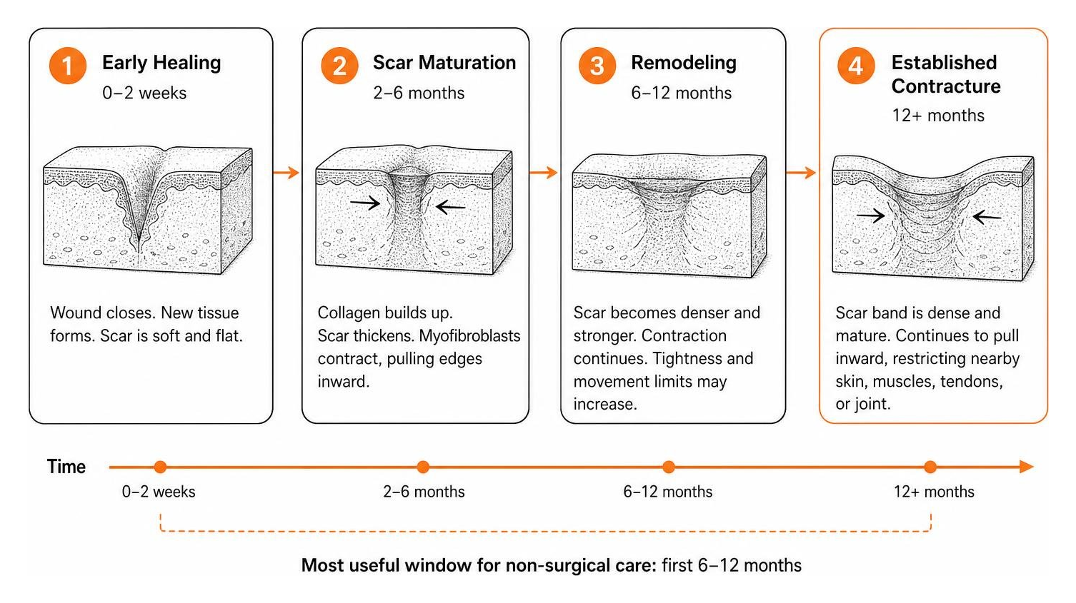 stages of scar tissue remodeling and contraction over time