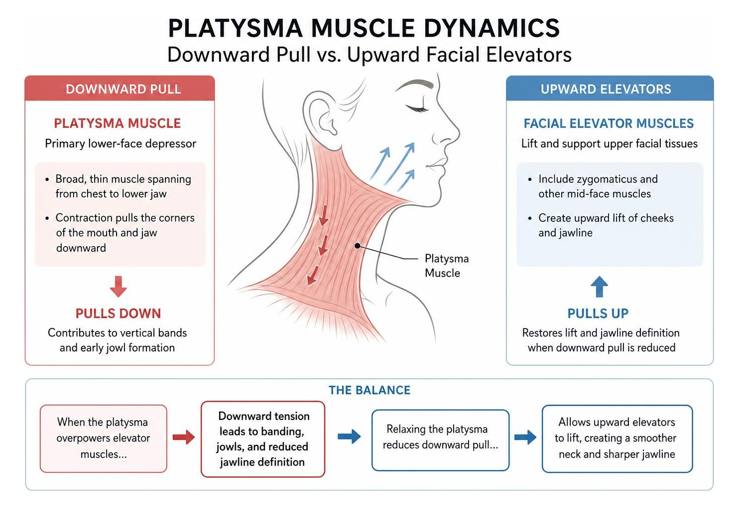 Diagram showing platysma muscle dynamics and downward pull versus upward facial elevators Diagram showing platysma muscle dynamics and downward pull versus upward facial elevators