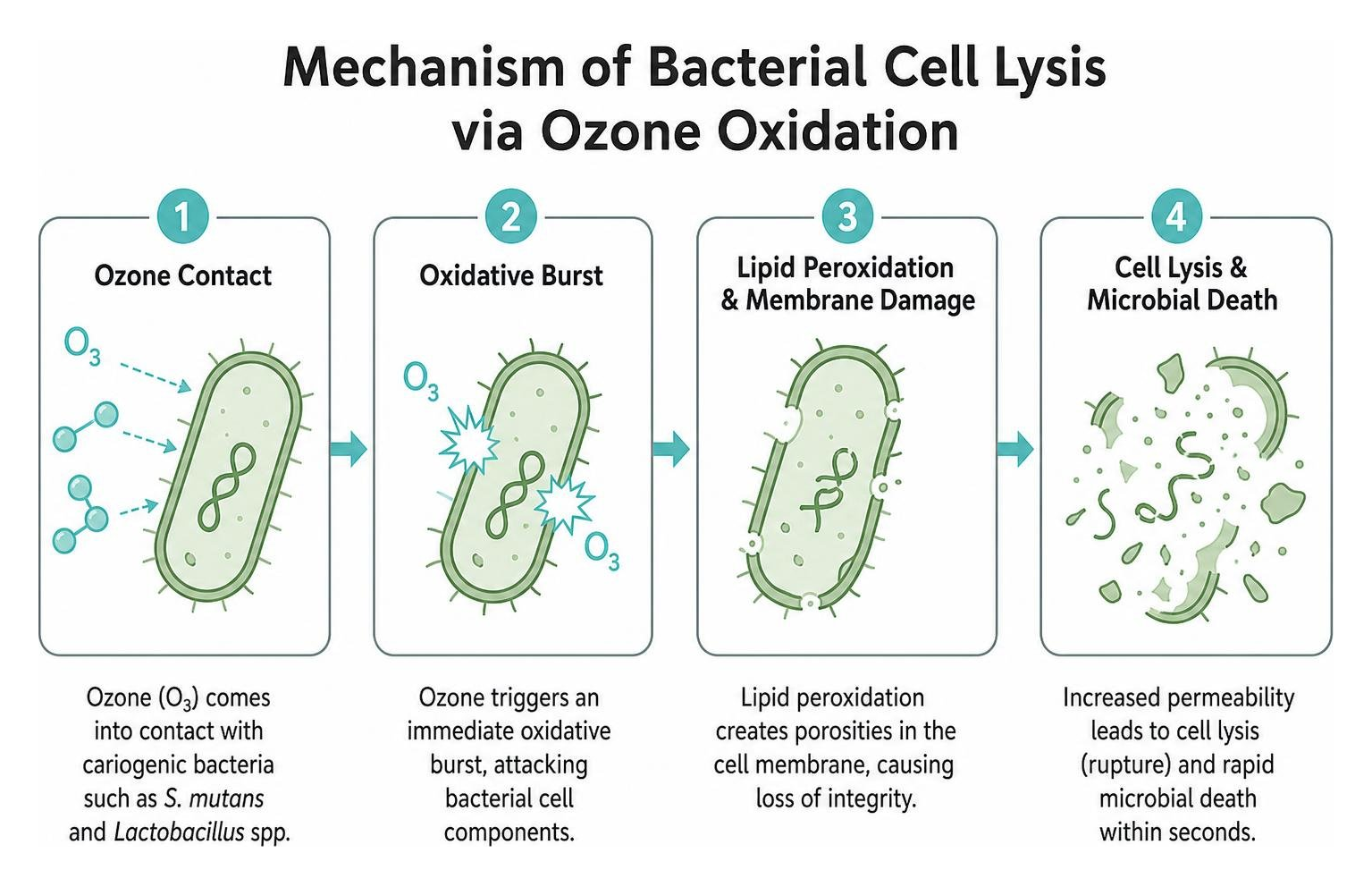 Mechanism of bacterial cell lysis via ozone oxidation Mechanism of bacterial cell lysis via ozone oxidation
