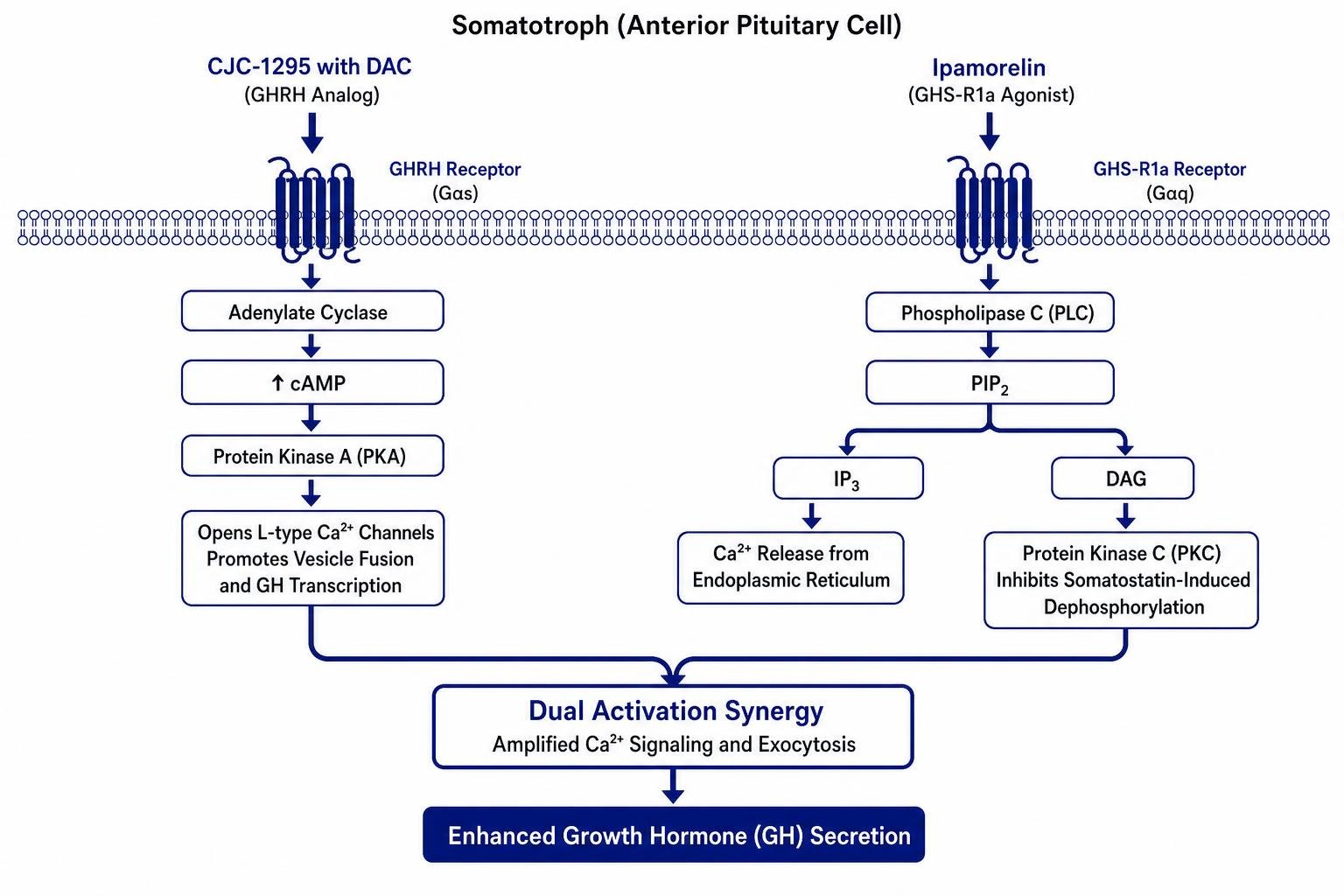 Diagram of intracellular signaling cascade showing PKA and PLC pathway synergy