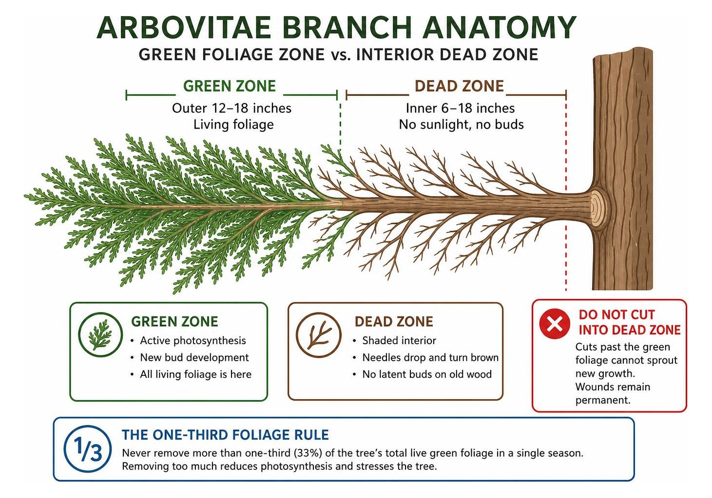 arborvitae branch anatomy diagram highlighting green foliage zone versus interior dead zone