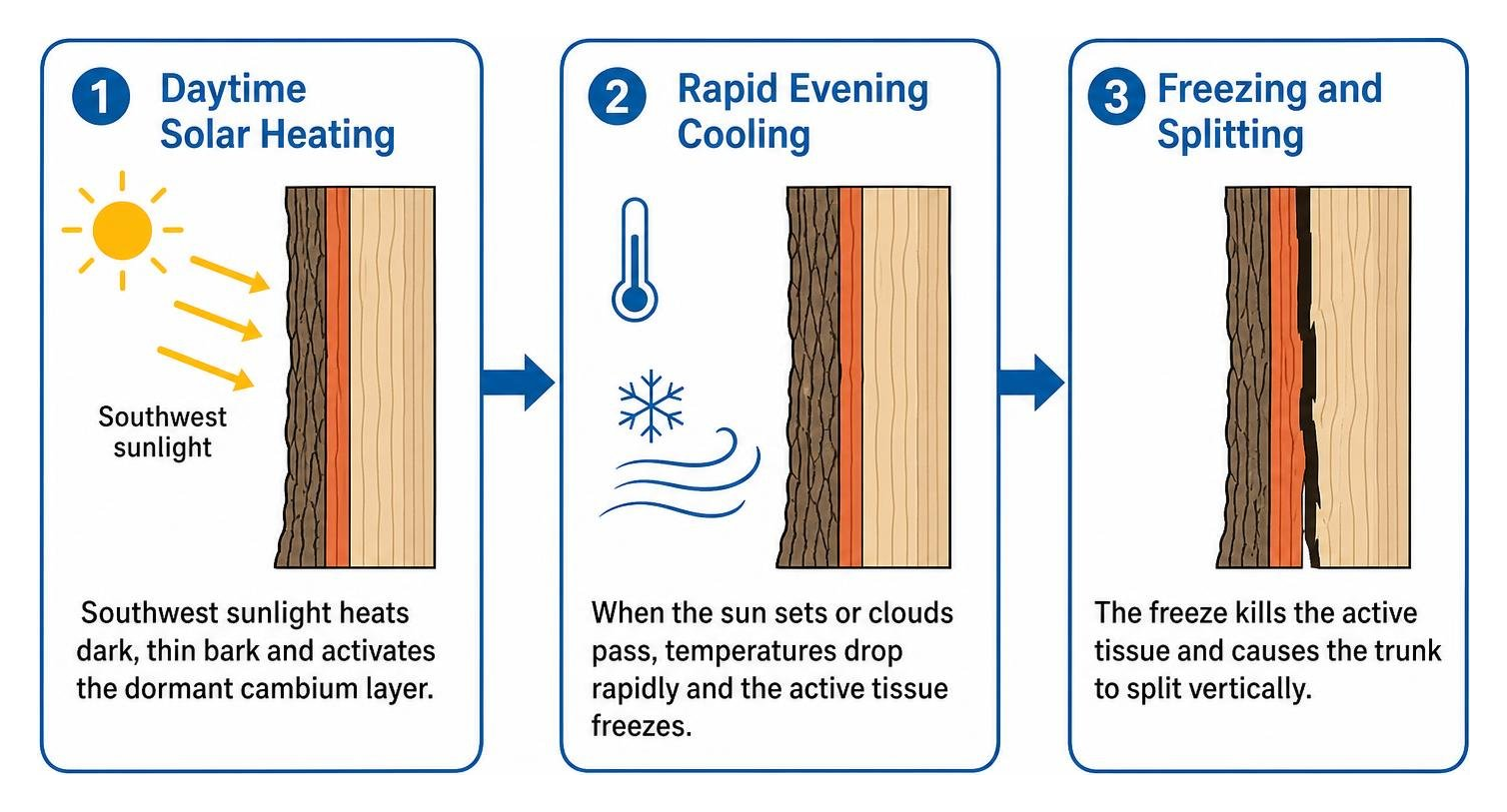 Diagram showing daytime solar heating on southwest bark followed by rapid freezing and splitting