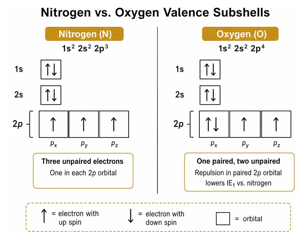 Orbital diagram comparing nitrogen and oxygen valence subshells