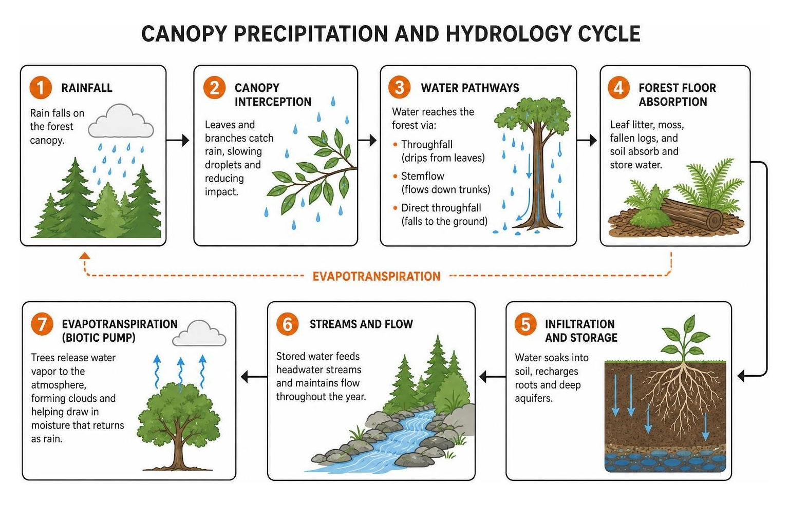 canopy precipitation and hydrology cycle