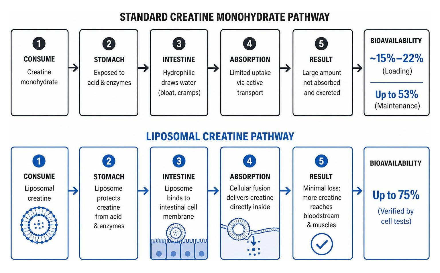Bioavailability pathway comparison diagram