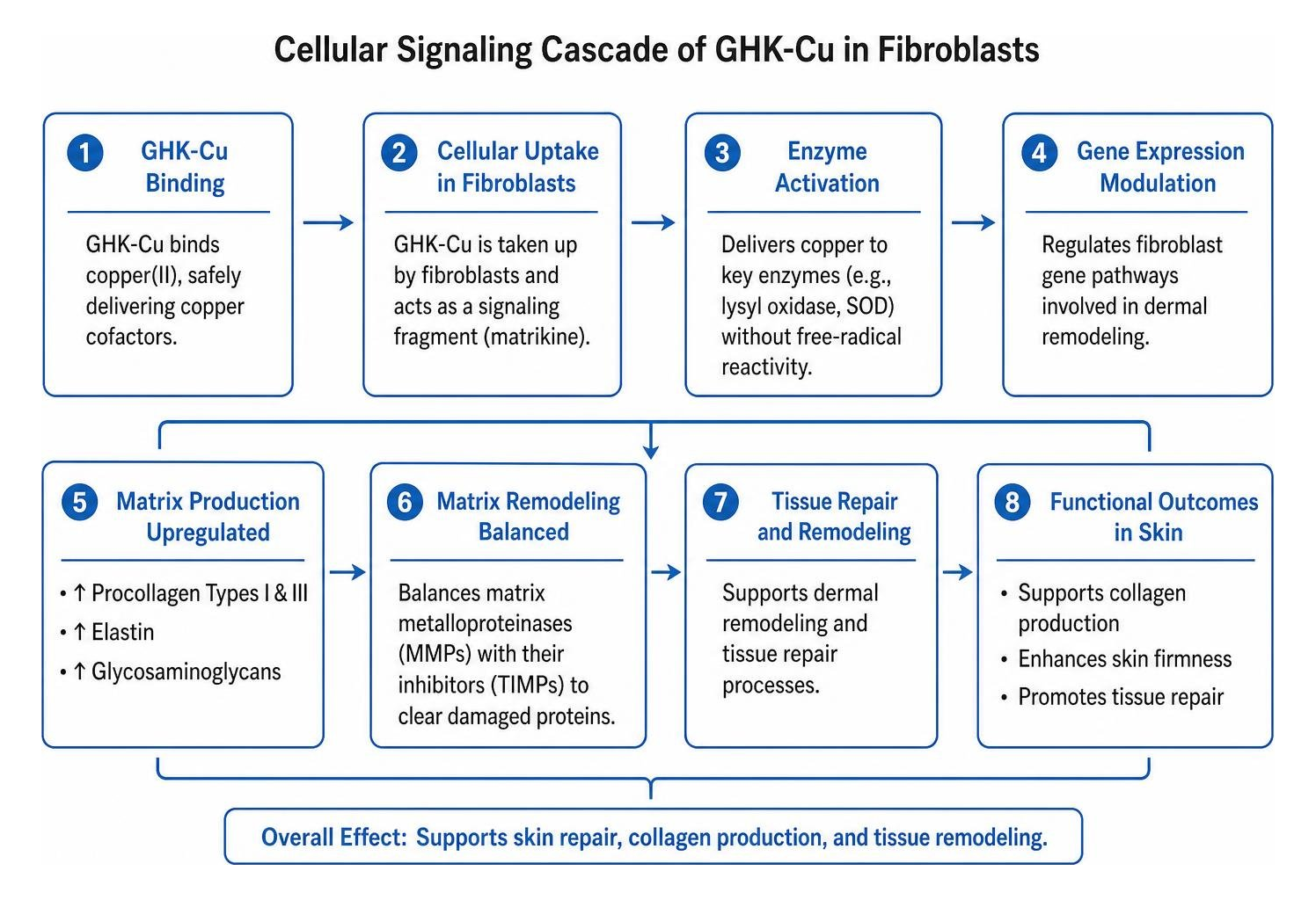 cellular signaling cascade of copper tripeptide in fibroblasts