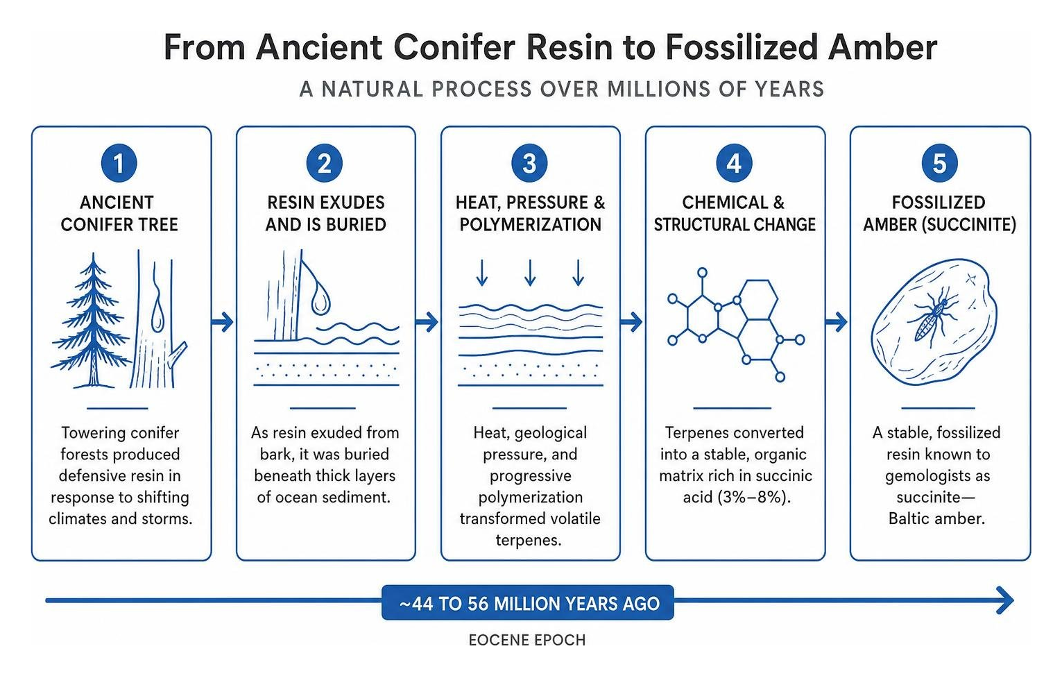ancient conifer resin polymerizing into fossilized amber over millions of years ancient conifer resin polymerizing into fossilized amber over millions of years