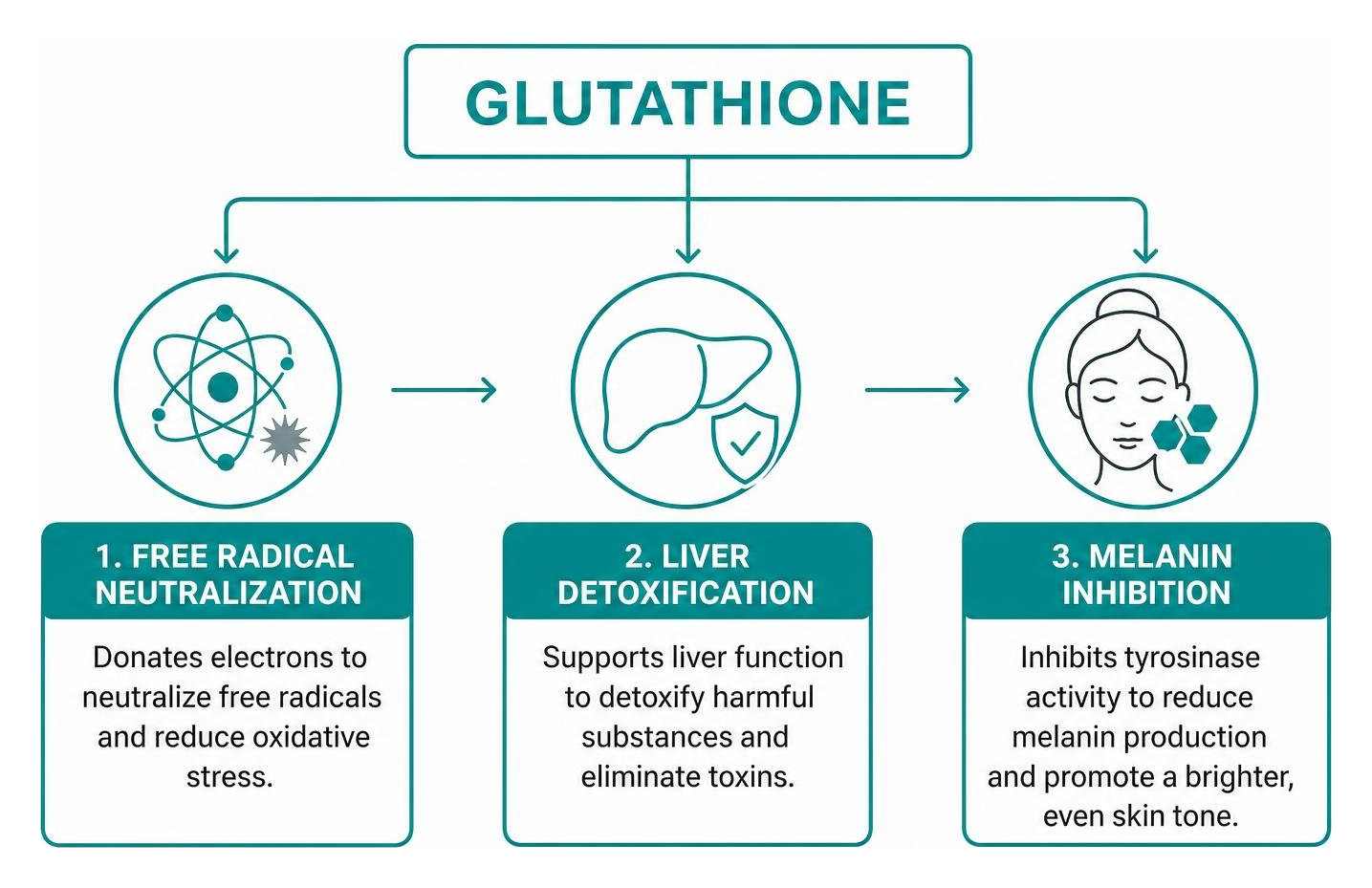 Diagram of glutathione mechanisms showing free radical neutralization, liver detoxification, and melanin inhibition Diagram of glutathione mechanisms showing free radical neutralization, liver detoxification, and melanin inhibition