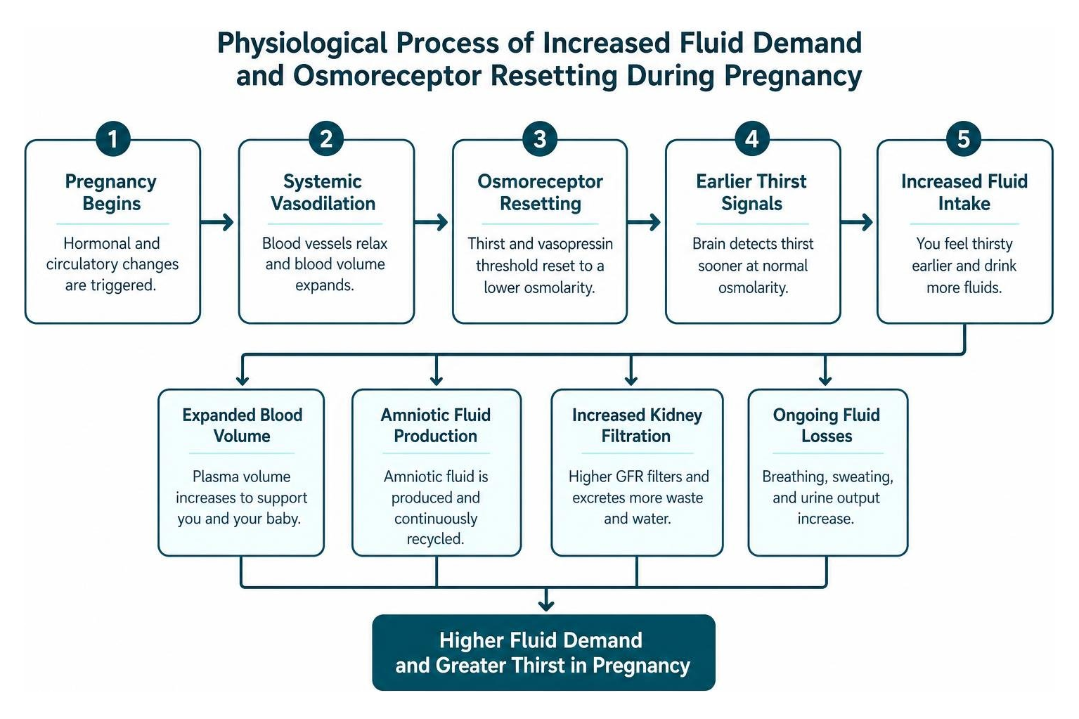 Physiological process of increased fluid demand and osmoreceptor resetting during pregnancy